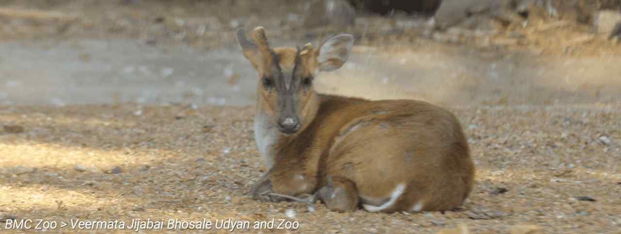 BMC Website > For Tourists > BMC Zoo